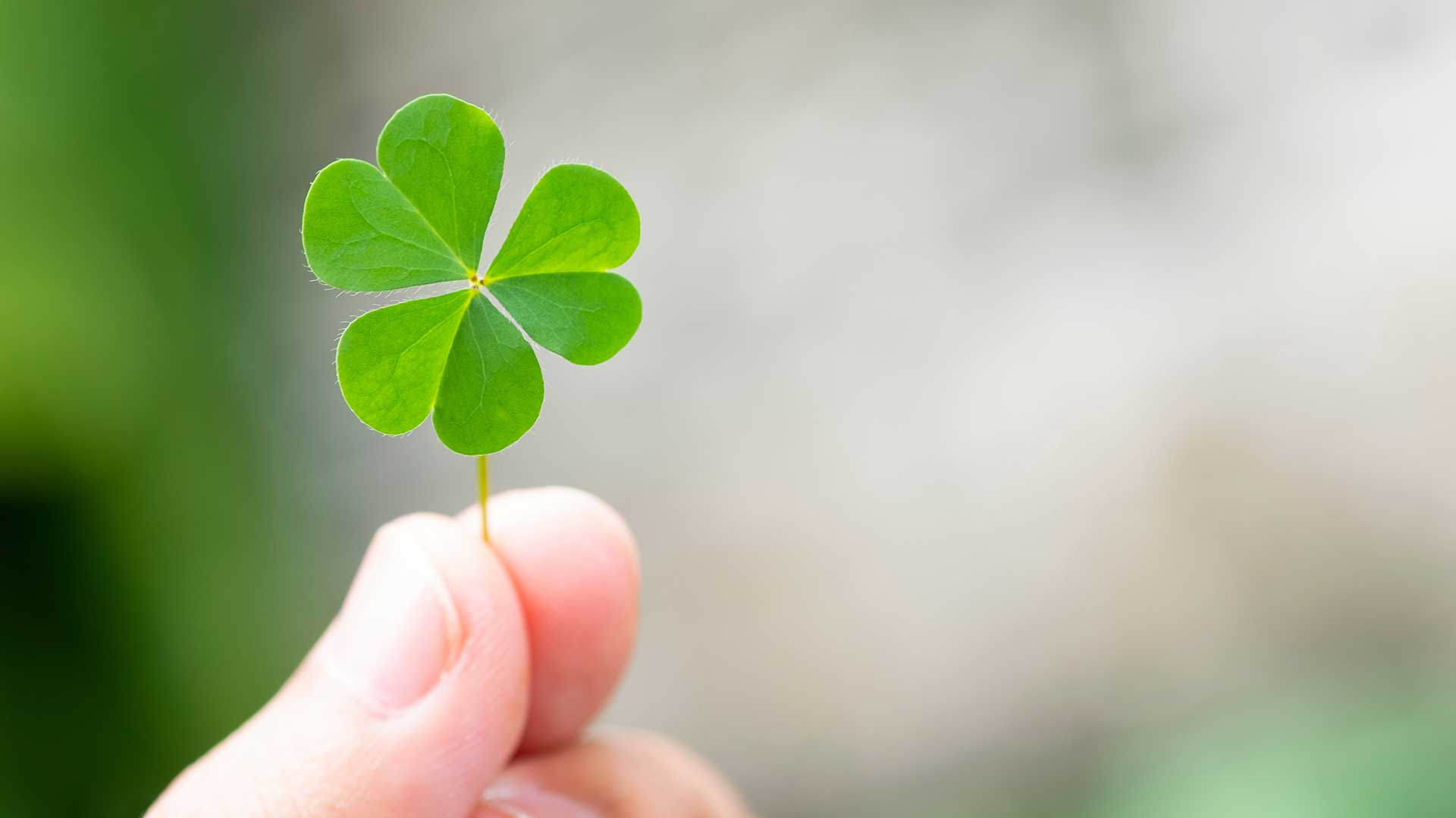 Close-up of a hand holding a green four-leaf clover against a soft blurred background, symbolizing luck, opportunity, and success.